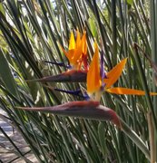 Gordon walk on a low key walk dawn : April 12 2026