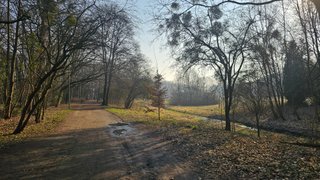 A Quiet Walk and an Unexpected Squirrel Encounter / My Actifit Report Card: March 22 2026