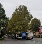 Autumn colours across Sydney parks : April 10 2026