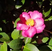 Gordon walk on a low key walk dawn : April 12 2026