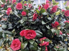 Familiar Camelia 😍😍😍