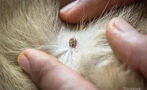 Lumps on aging dogs:  When to worry, when not to