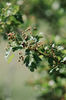 https://images.hive.blog/320x320/https://images.hive.blog/DQmSRoJnEAXHVx84YPmX5Vwsk4dfPGBHqLEfZVgNidowNgU/IMG_2952.jpeg
