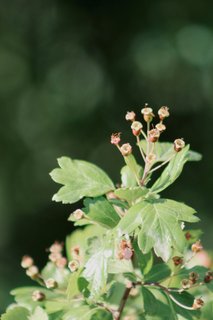 https://images.hive.blog/320x320/https://images.hive.blog/DQmTL1zYoQRELwswe2iH1S2o92od3dDeW4Zwp86bGuZdgxF/IMG_2953.jpeg