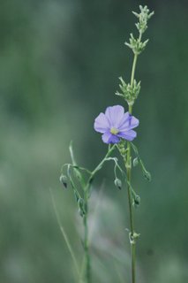 https://images.hive.blog/320x320/https://images.hive.blog/DQmUZF4Wqa946yovxk9MpDd8YxMwJYaAMMUrLdD1CanEbum/IMG_2944.jpeg