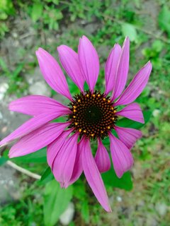 https://images.hive.blog/320x320/https://images.hive.blog/DQmbJFnzk48XF38GubGjxrbpYLVGvwp6Lpz1A9RSvNfdBcx/IMG_0400.jpeg