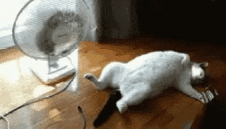 https://images.hive.blog/320x320/https://media.tenor.com/bHob2_M3n5gAAAAC/cats-funny-animals.gif