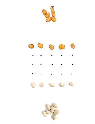 succotash.jpg