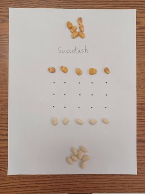 succotash-photo.jpg