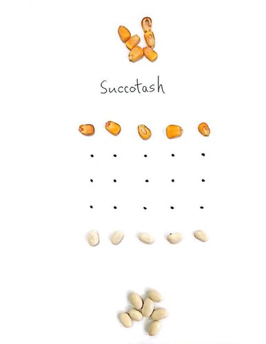 succotash_02.jpg