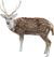 lil_image_preview.jpg