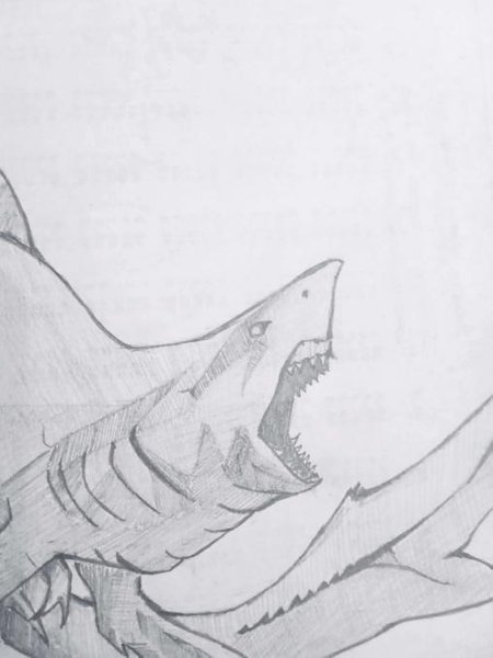 crazy looking shark drawing