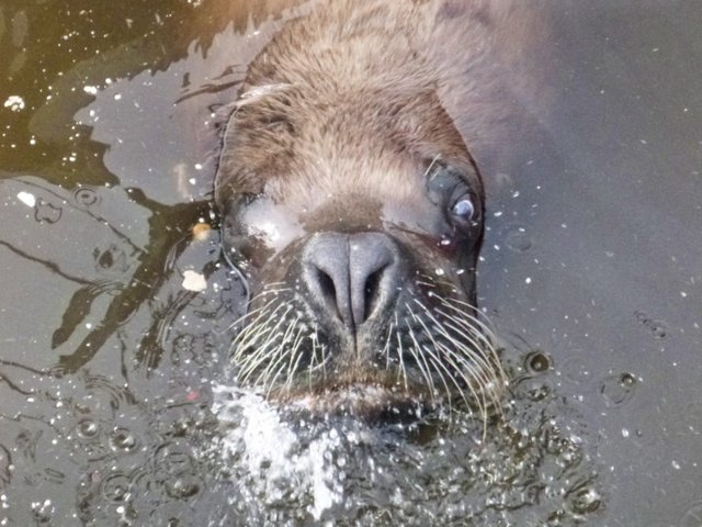 Sea Lion face