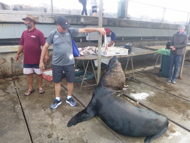 Sea Lions Feeding