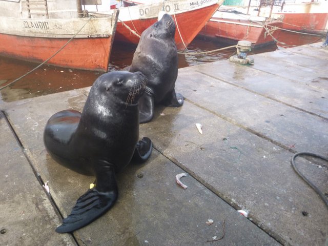 Sea Lions