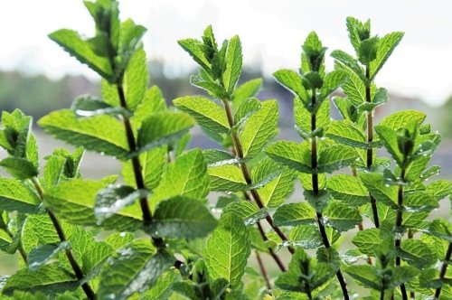 peppermint