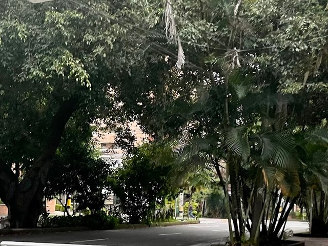 Laureles