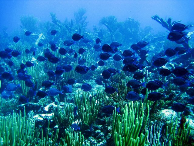 Minnows