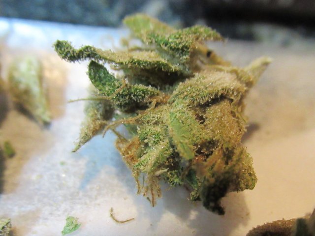 microsplitsideleafpistisl.jpg