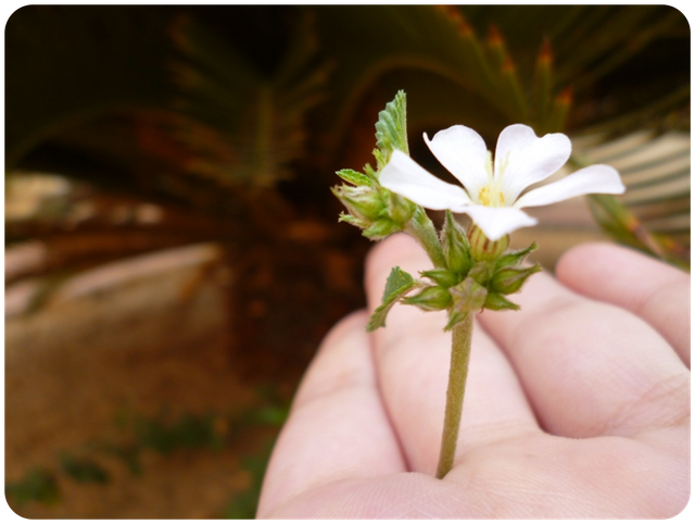Flores002.png