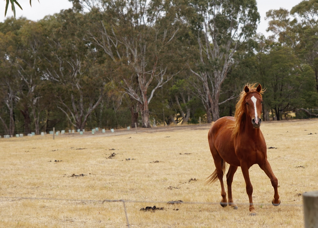 Horse