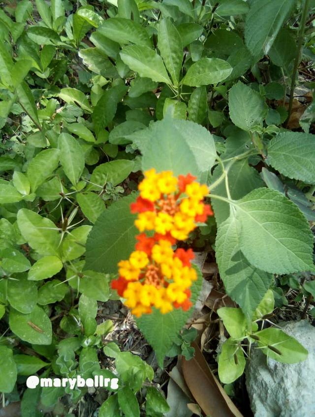 florecita1.png