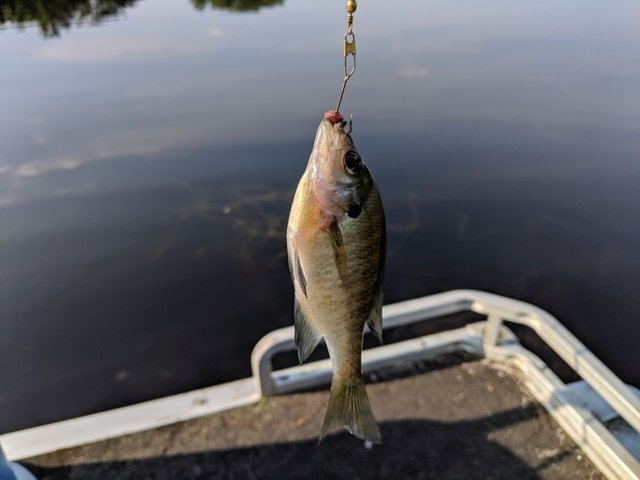 IMG_20190803_091555_1.jpg