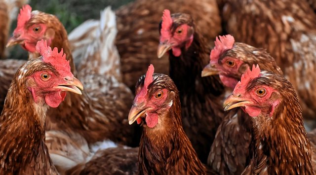 chickens-4351587_960_720 Hühner Versammlung.jpg