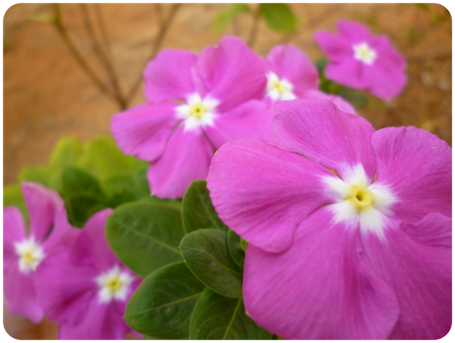 Flores007.png