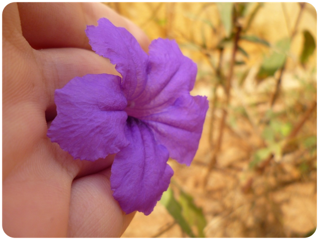 Flores006.png