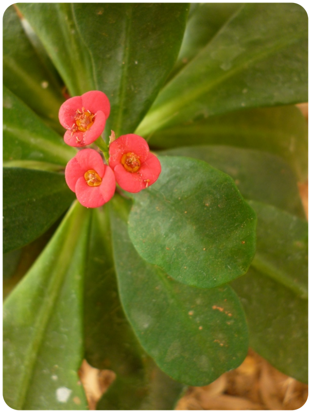 Flores004.png