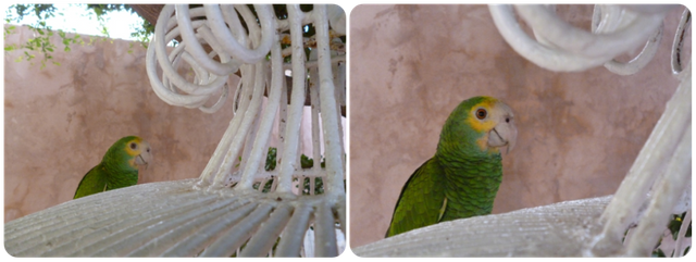 Lorito_8.png