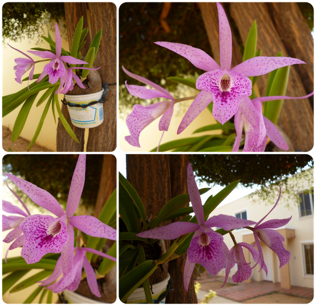Flores001.png