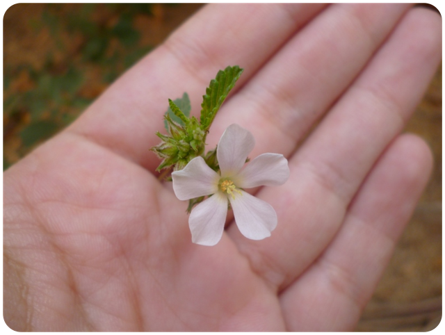 Flores003.png