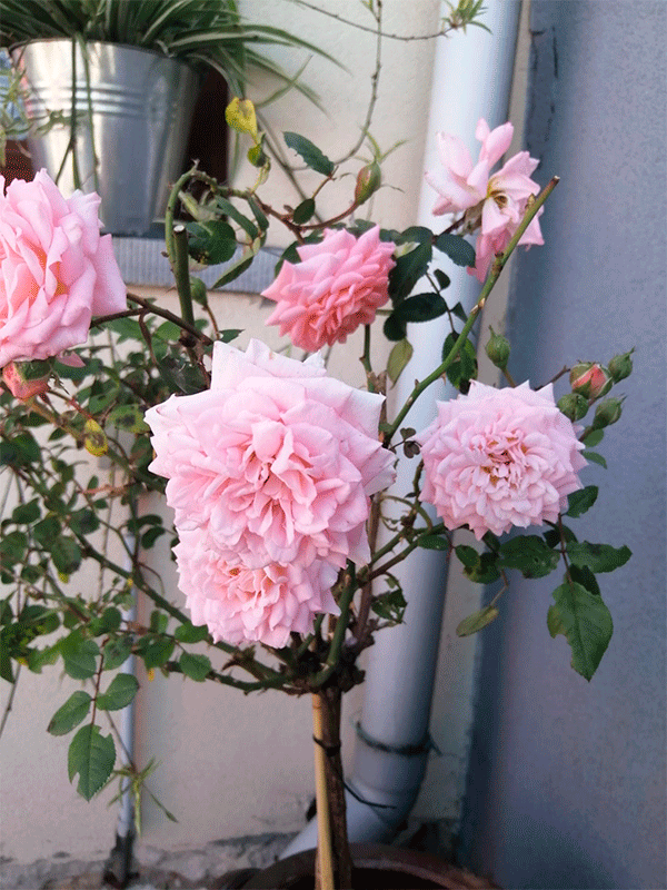 Flores3.png
