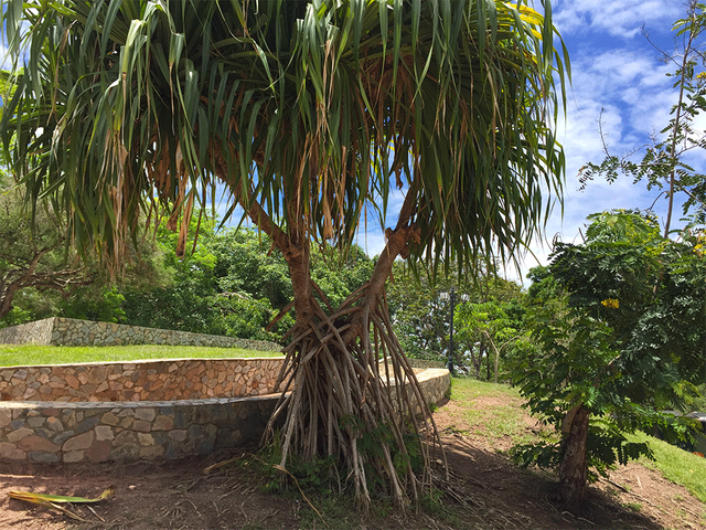 palmera7.png