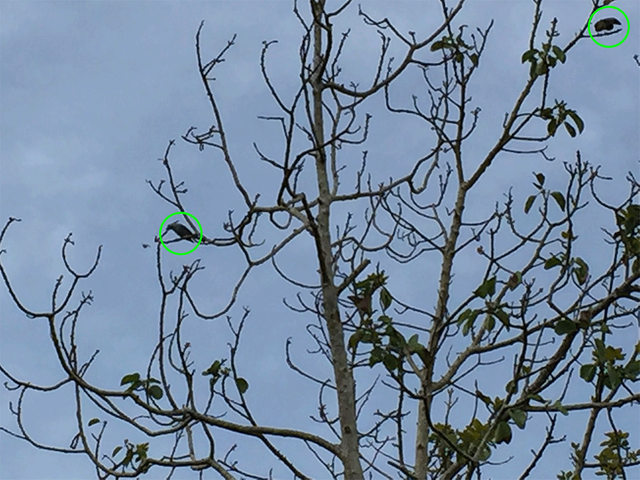 Aveenárbol3.png