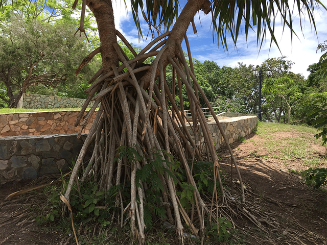 palmera2.png
