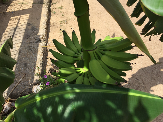 Banano7.png