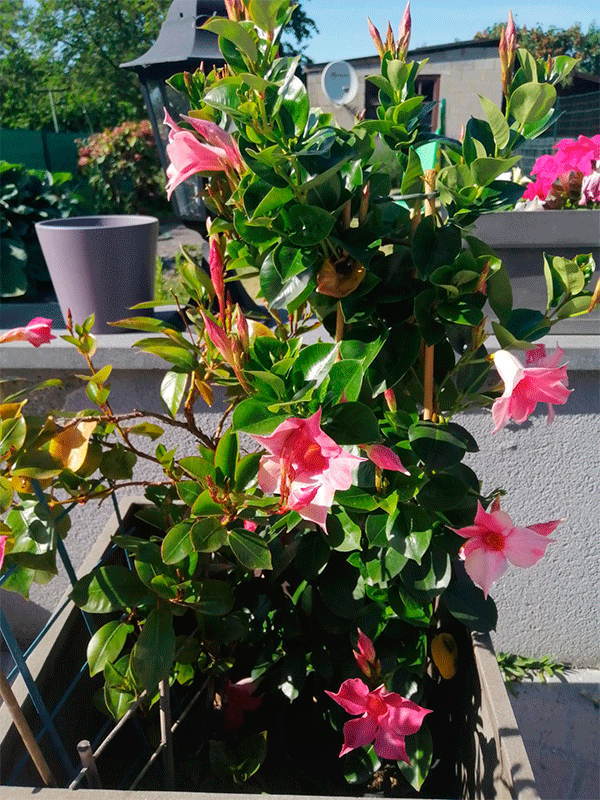 Flores4.png