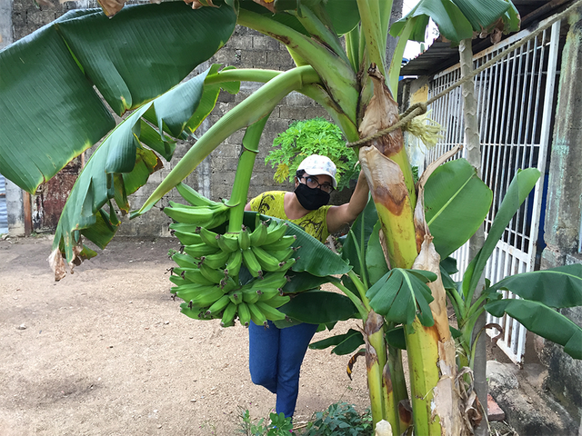 Banano2.png