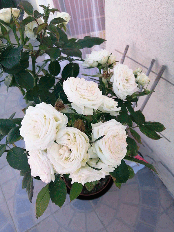 Flores1.png