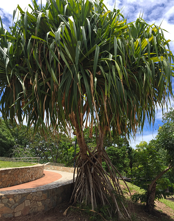 palmera6.png