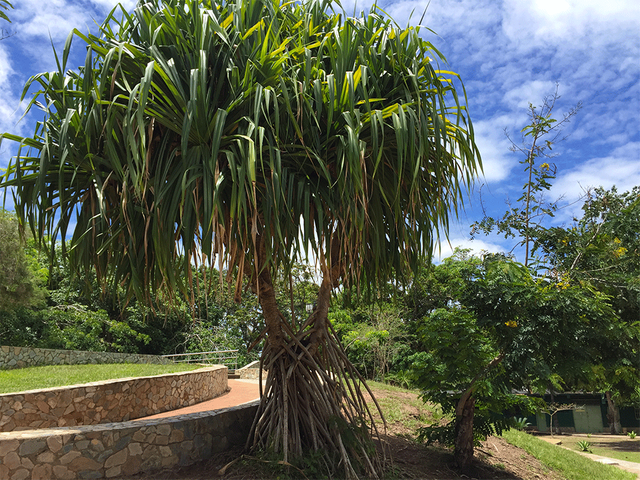 palmera.png