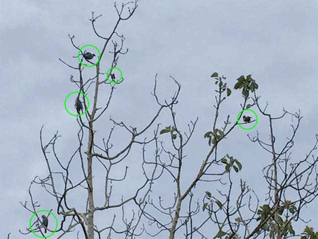 Aveenárbol4.png