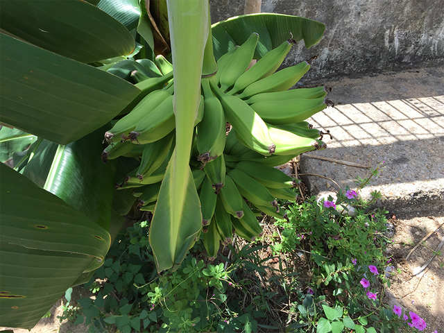 Banano8.png