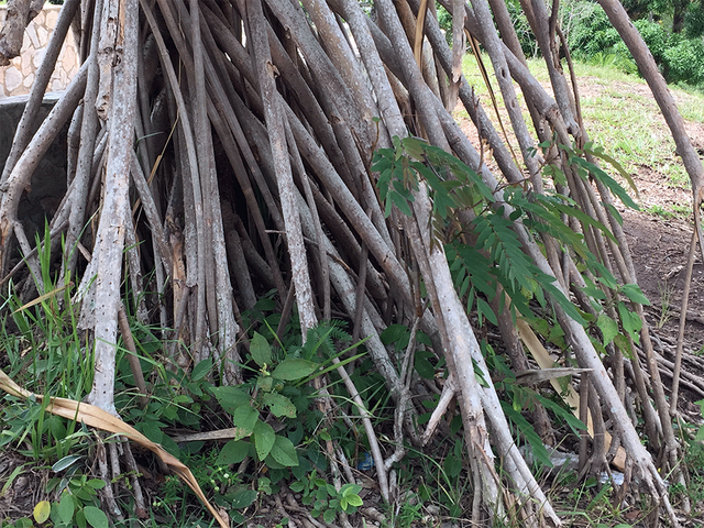 palmera4.png