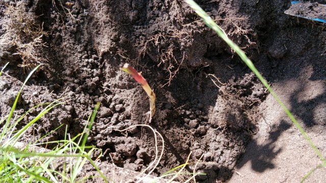 IMG_20200517_130208.jpg