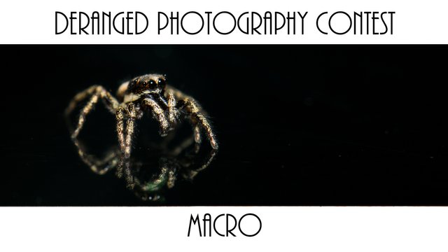 macrotheme.jpg