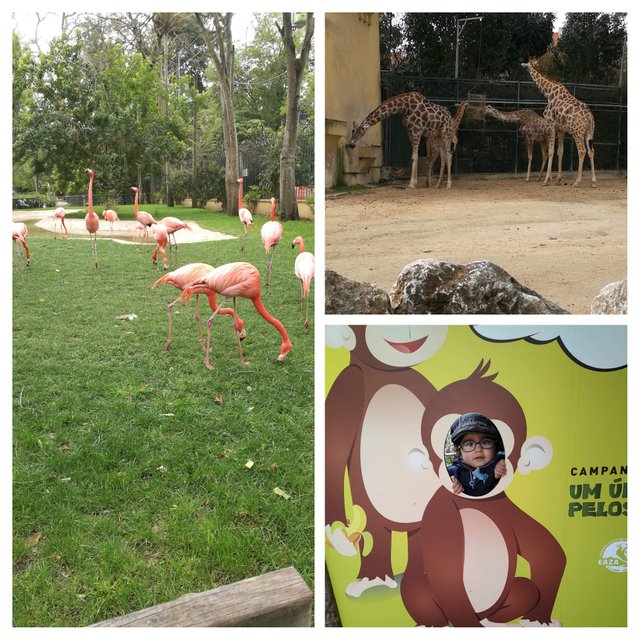 IMG_20200305_121049COLLAGE.jpg